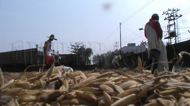 harga-beras-kembali-anjlok-petani-mura-mengeluh